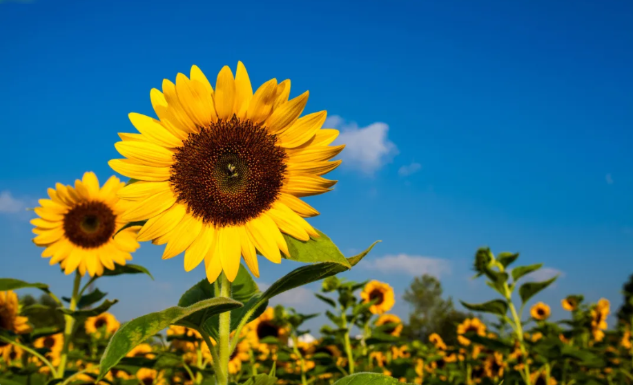 重磅|koo钱包“20周年庆”大幕拉起，是时候发挥你的聪明才智了！(图4)